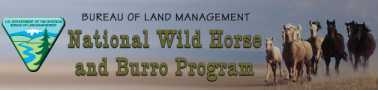 blm_herd2.jpg (5109 bytes)